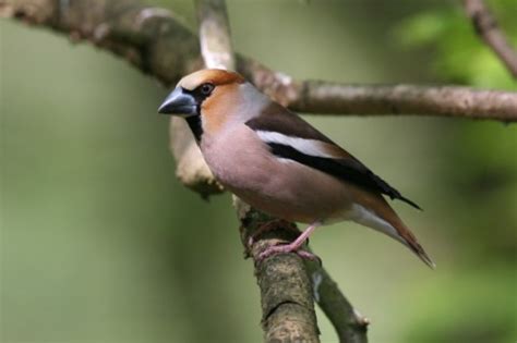 De poten zijn lang en geel van kleur. Bijzondere Vogels