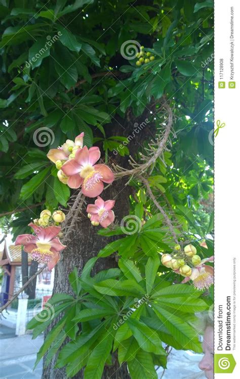 Cannonball Tree Flowers Sala Tree Shorea Robusta Stock Photo Image