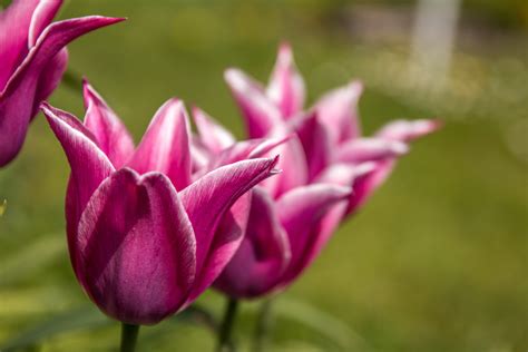 Images Gratuites La Nature Fleur Pétale Floraison Tulipe