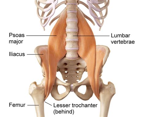 In this lecture we will be discussing the hip flexors and muscles of the anterior thigh: Psoas Syndrome - Momentum Health