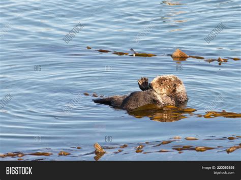 California Sea Otters Image And Photo Free Trial Bigstock