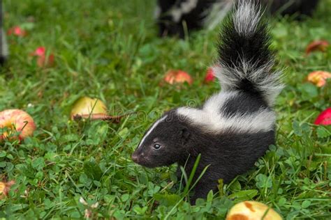 Striped Skunk Mephitis Mephitis Kit Stands Tail Up In Apples And Grass