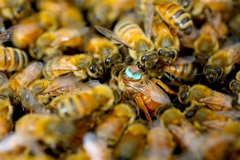 Queen Honey Bee Mating