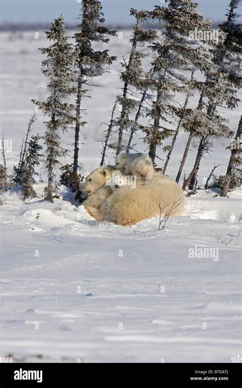 Twin Polar Bear Ursus Maritimus Cubs Snuggle With Their Mother In The