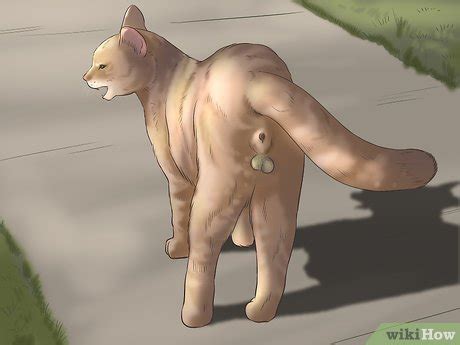 How To Determine The Sex Of A Kitten Steps With Pictures