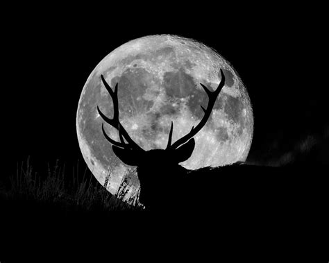 What Is The Spiritual Meaning Of The Buck Moon An Astrologer Explains