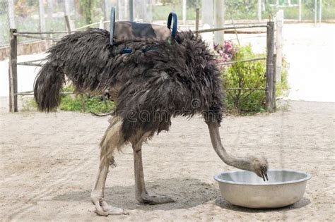 Ostrich Bowed His Head To The Bowl Stock Image Image Of Aviary Face