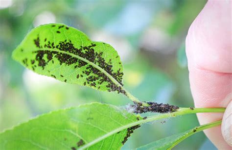 how to identify and control an aphid infestation trees unlimited nj