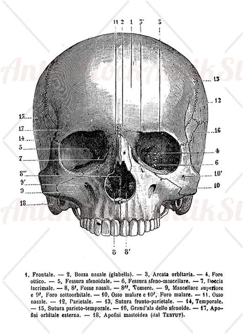 Human Skull Frontal View Antikstock