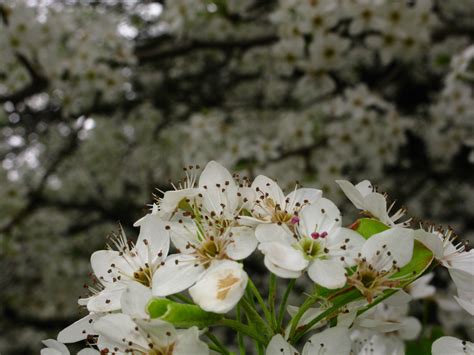 Flowering Pear Tree Macro Trees Free Nature Pictures By Forestwander