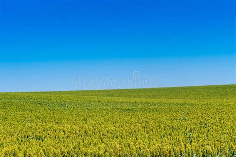 Kansas Fields Of Grain And Sky Stock Photo Image Of Gentle Pasture