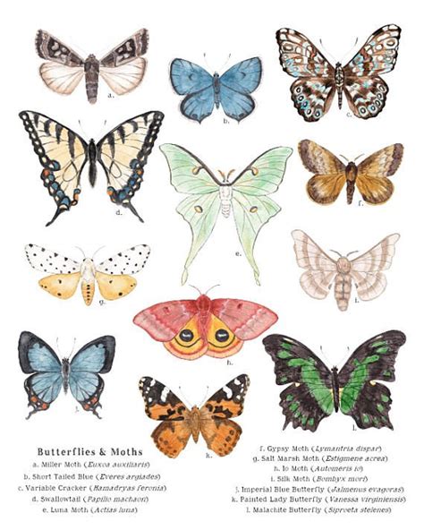 Digital Print Printable Art A4 And 8 X 10 Butterflies And Moths