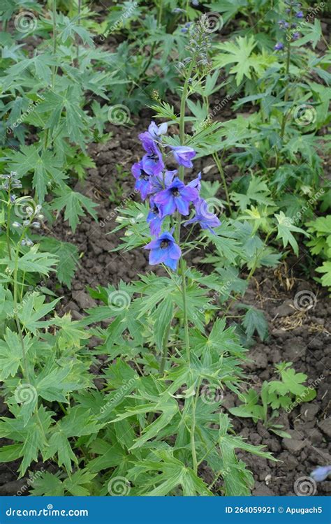 Purple And Blue Flowers Of Larkspur Stock Image Image Of Bright