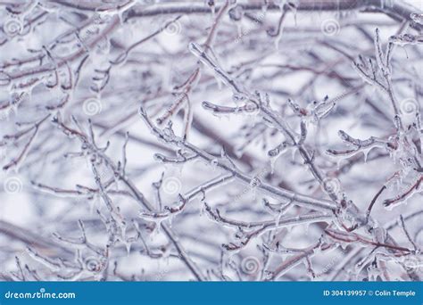 Glaze Ice Coating Small Branches After Freezing Rain Stock Image