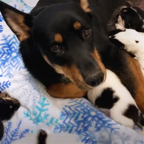 Rescued Pregnant Dog Gives Birth To Massive Litter Of Pups
