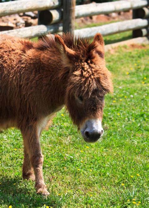 Baby Mini Donkeys