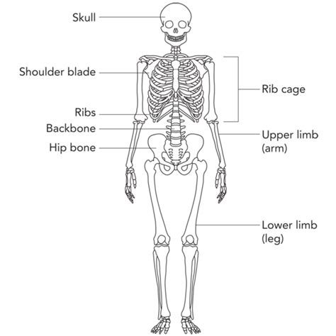 Included are more than a dozen illustrations like the vastus. skeleton with simple bone names | Preschool stem ...