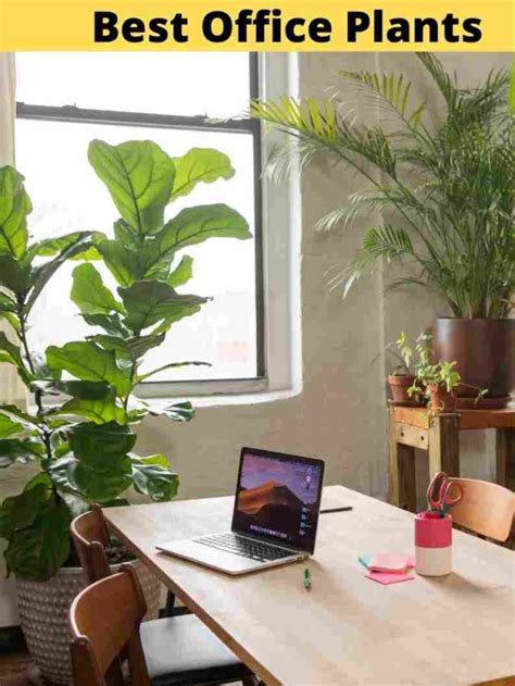Best Plants For The Office Even If Sunlight Not Comes To Your Desk
