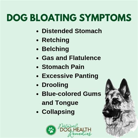 Dog Bloat Causes Symptoms Treatment And Remedies