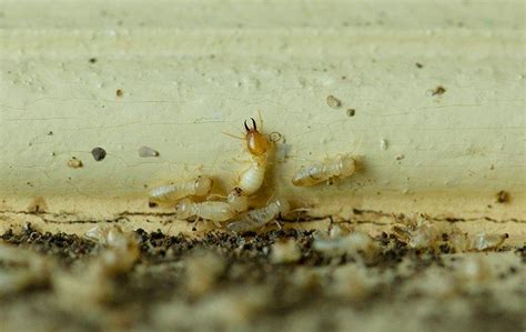 Thre are several ways by which you can fix it. Seven Signs Of Termites To Watch For Around Your Dallas Property
