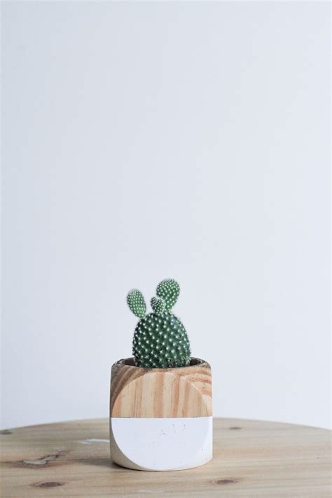 Minimalist Cactus Wallpapers Top Free Minimalist Cactus Backgrounds