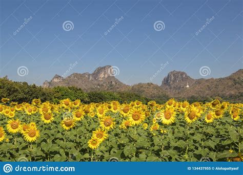 L'euryops è una pianta perenne appartenente alla famiglia delle questa pianta si. Fiori Gialli Nei Campi