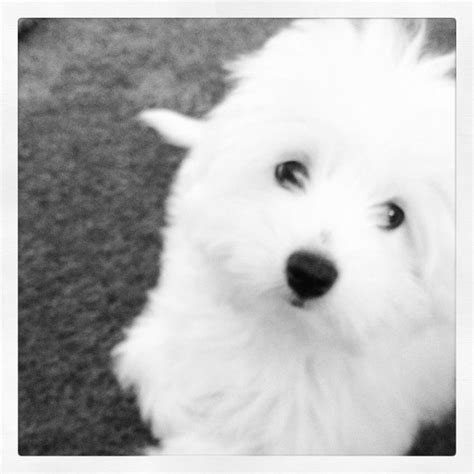 My Baby Coton De Tulear My Birthday T And I Couldnt