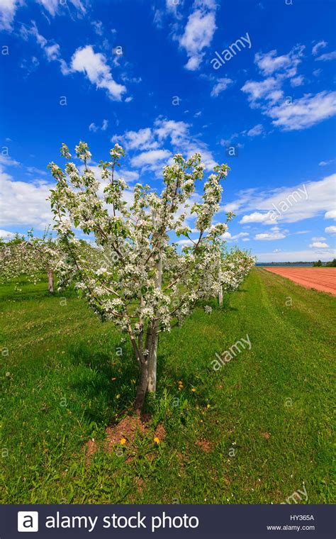 Springtime Apple Orchard At The Peak Of Bloom Stock Photo Alamy