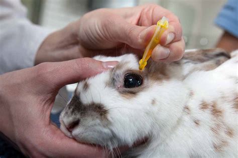 Bordetella Infektion Beim Kaninchen Definition Ursachen Symptome