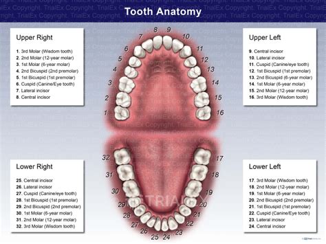 Mandibular And Maxillary Tooth Anatomy Trial Exhibits Inc