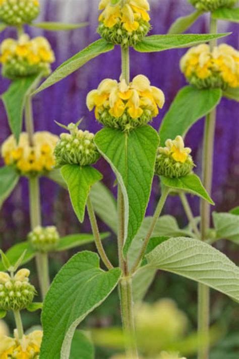 Browse our beautiful flowers and have gorgeous bouquets sent with a freshness guarantee from one of the best flower delivery services in the uk. Phlomis Russeliana, commonly known as Jerusalem Sage or ...