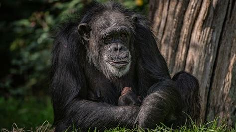 Birth Of Endangered Western Chimpanzee At Chester Zoo Hugely