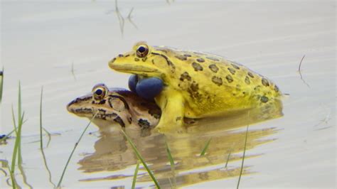 Frog Mating How Do Frogs Mate Bullfrog Mating Youtube