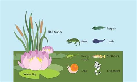 Top 132 Types Of Animals That Live In Ponds