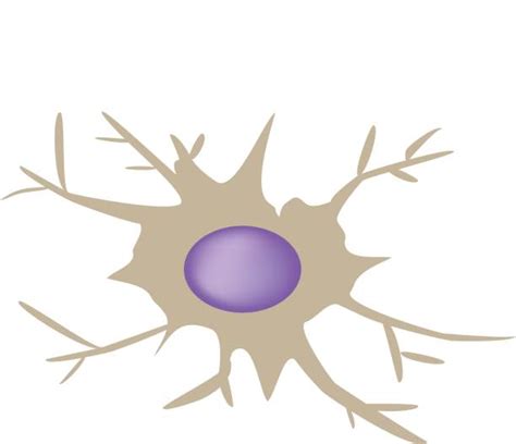 Macrophage Clip Art Vector Images And Illustrations Istock
