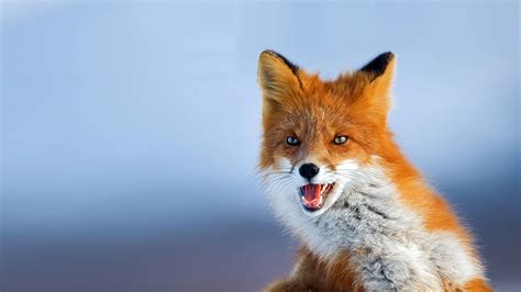 Fox Foxes Face Wallpapers Hd Desktop And Mobile