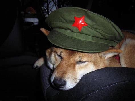 Communist Dog By Dogzombie On Deviantart
