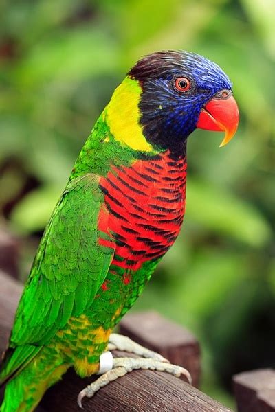Colorful Parrot Picture Free Stock Photos In Image Format  Size