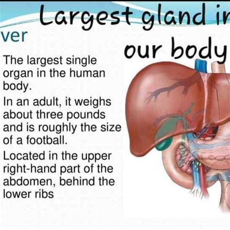 Largest Gland In Our Body Edurev Class 10 Question