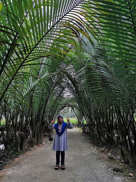 Air dari air nira ini merupakan sebuah air yang berasal dari bunga pohon kelapa yang rasanya manis. Peminat Air Nira Nipah, Jom 'Layan' Minum Di Ladang Nira ...