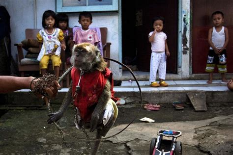Performing Street Monkeys of Indonesia | Amusing Planet