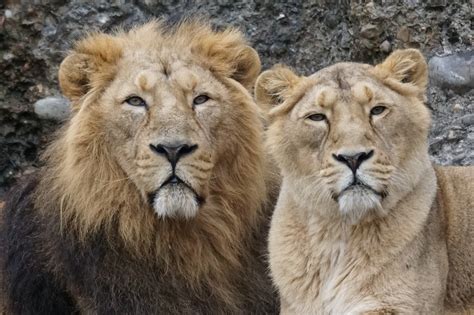 【インドライオン｜動物図鑑】特徴と生態 動物生き物サイト