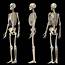 Three Angles Of Full Body Male Skeleton Photograph By Pixelchaos