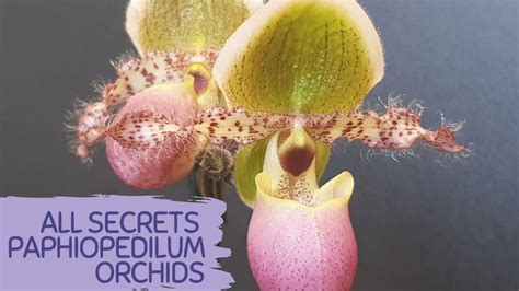 Paphiopedilum Orchid Learn All Secrets About Pahiopedilum Orchids For Better Growth Root