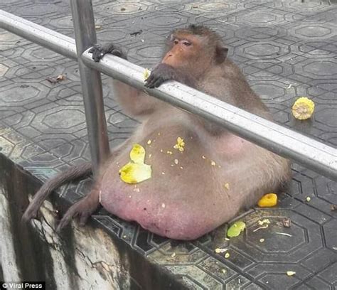 Chunky Monkey Named Uncle Fatty Gorges On Tourists Food In Thailand