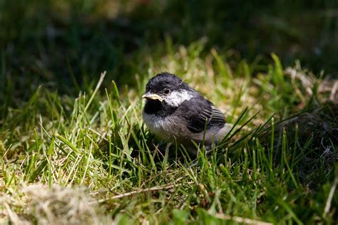 How To Identify A Baby Chickadee Birds And Blooms