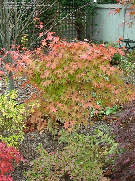 Plantfiles Pictures Japanese Maple Coral Magic Acer Palmatum By
