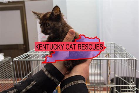 5 top cat rescues in kentucky state their adoption fees