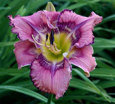 Yes, it is true that the beautiful daylily opens its flowers in the morning then they close and die overnight. Daylily's ... It's all about patterns... 'Get Jiggy' (With ...