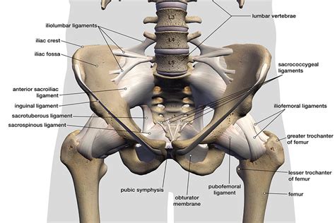 The hip joint can withstand repeated motion and a fair amount of wear and tear. Upper Leg Muscles And Tendons : Concept Conceptual 3d ...